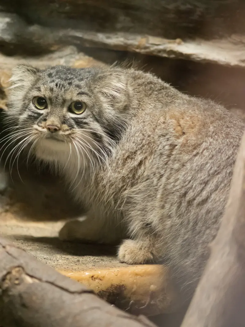 恩賜上野動物園のサフランの写真