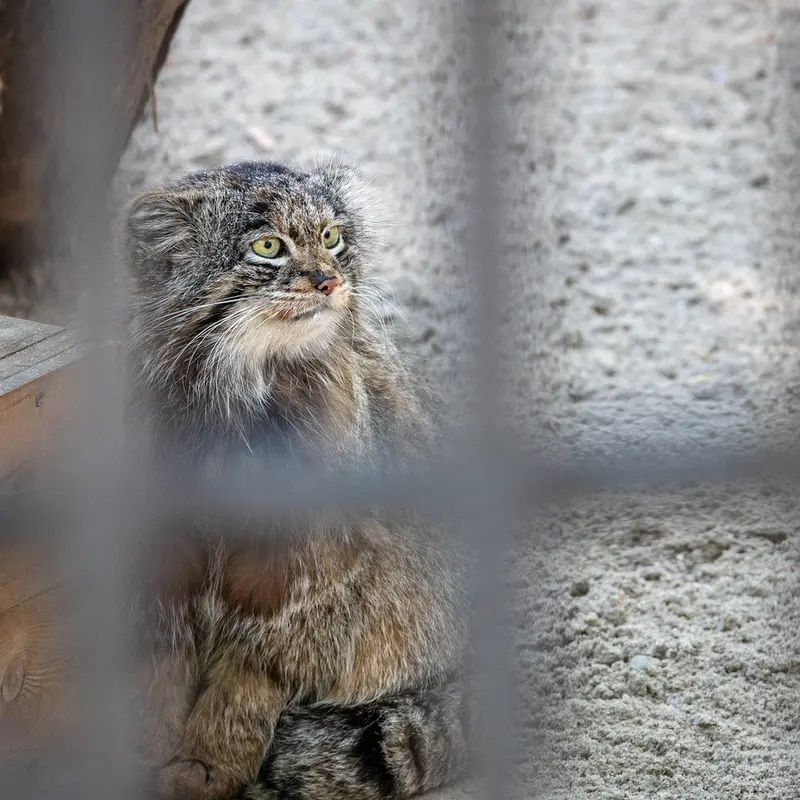 ノヴォシビルスク動物園のマリクの写真