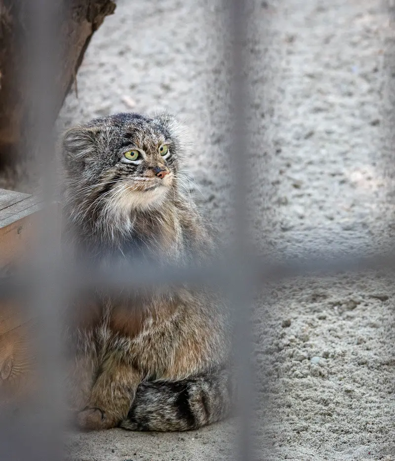 ノヴォシビルスク動物園のマリクの写真