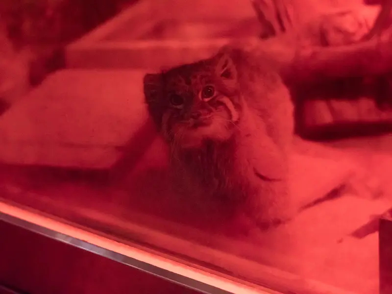 恩賜上野動物園のナイマの写真