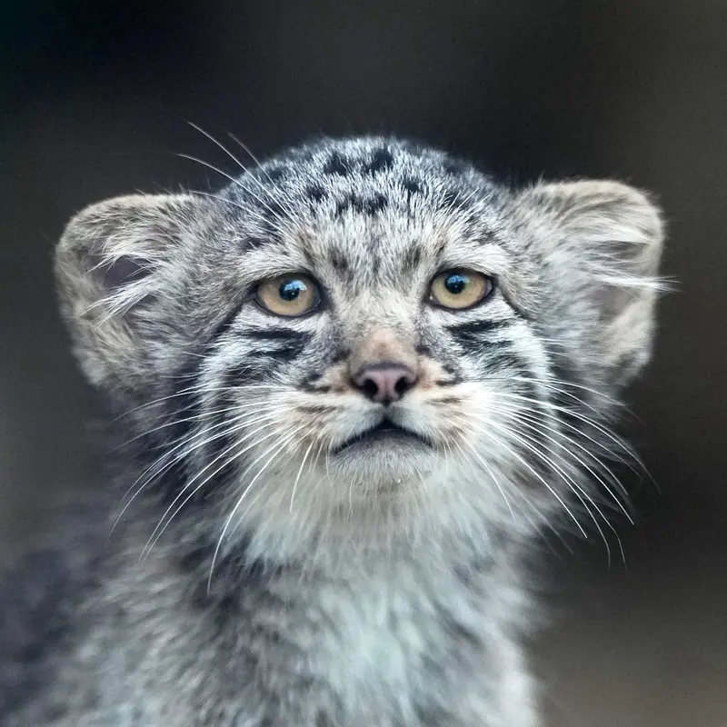 神戸どうぶつ王国のマヌルネコのボノ