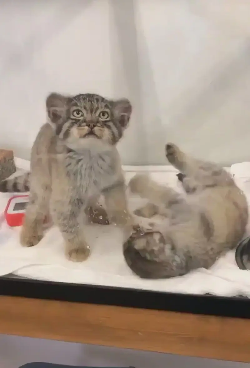 マヌルネコの写真