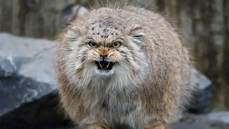 マヌルネコの写真