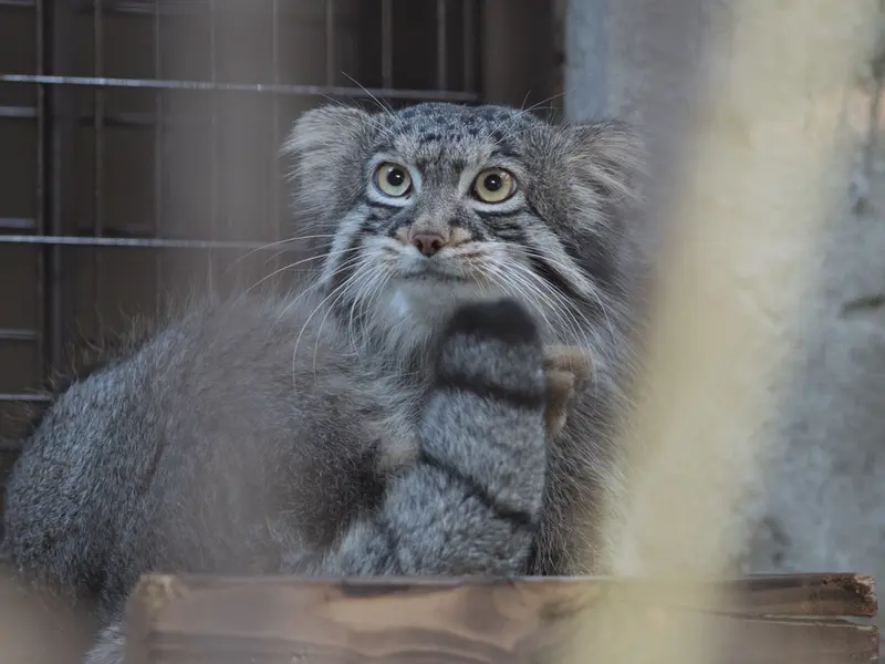 野毛山動物園のフィーガの写真