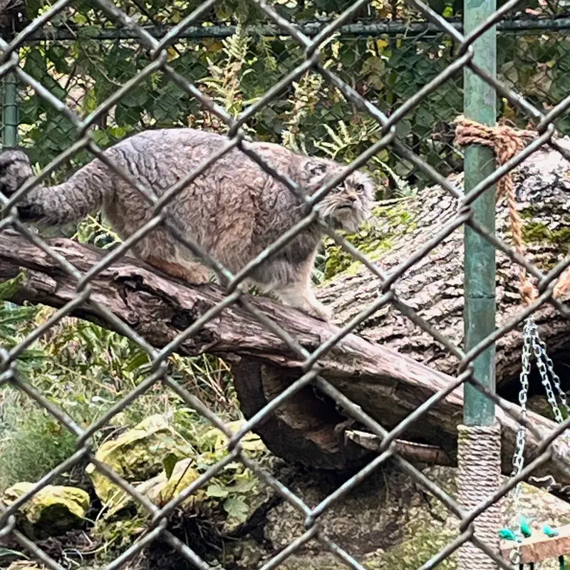 マヌルネコの写真