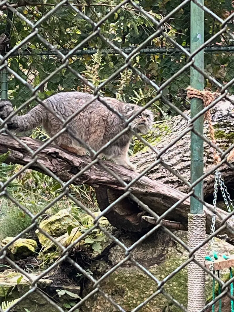 マヌルネコの写真