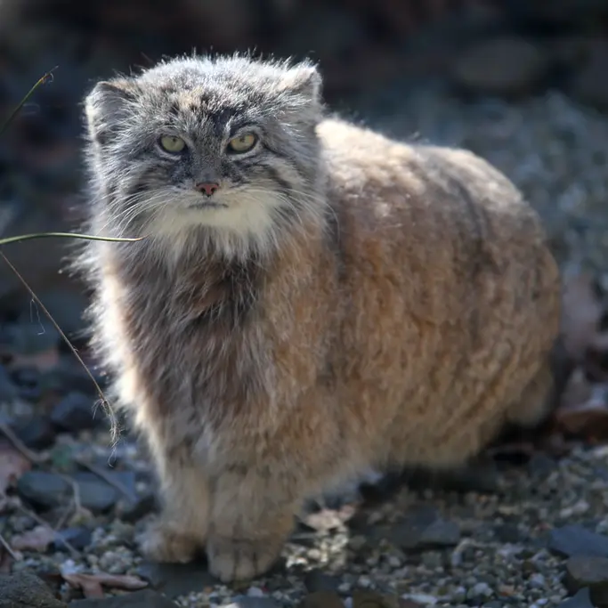 オストラヴァ動物園のモイラの写真