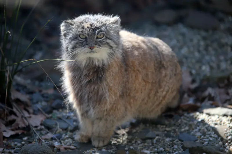 オストラヴァ動物園のモイラの写真