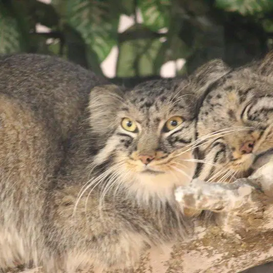 埼玉県こども動物自然公園のシャルとボルの写真
