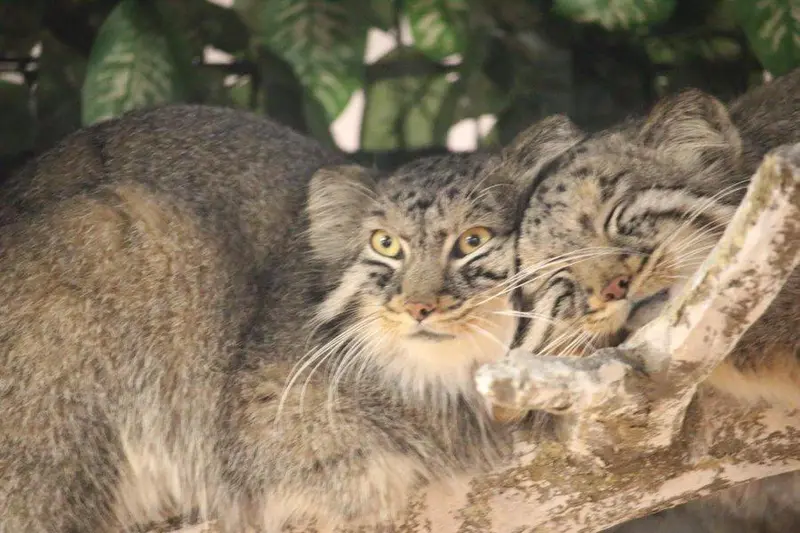 埼玉県こども動物自然公園のシャルとボルの写真