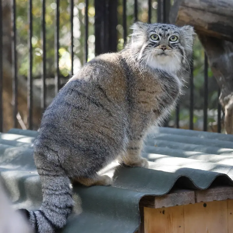 ノヴォシビルスク動物園のアーニャの写真