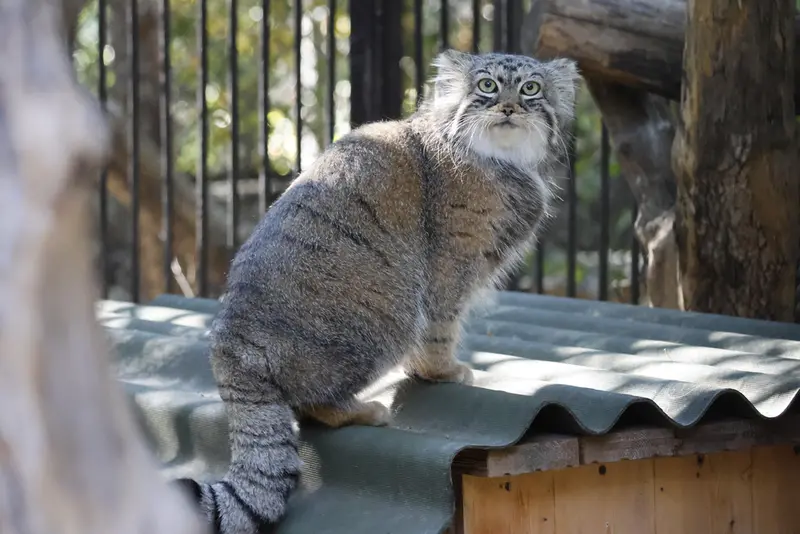 ノヴォシビルスク動物園のアーニャの写真