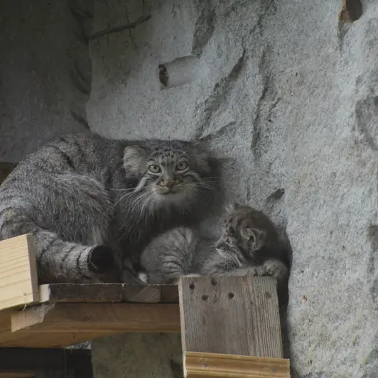 モスクワ動物園のヴァルヴァラとダーライの写真