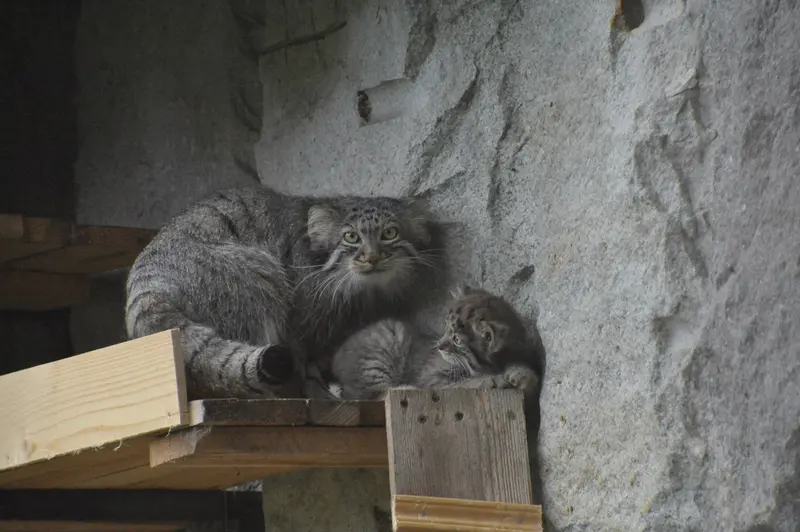 モスクワ動物園のヴァルヴァラとダーライの写真