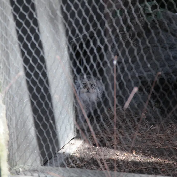 プロスペクト・パーク動物園のサルナイの写真