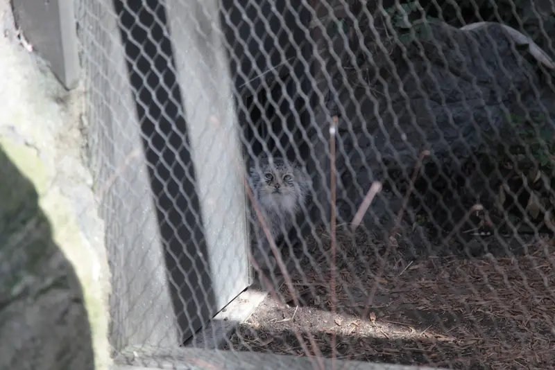 プロスペクト・パーク動物園のサルナイの写真