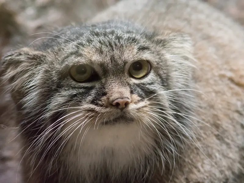 恩賜上野動物園のサフランの写真