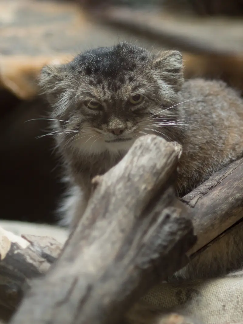 恩賜上野動物園のプリームラの写真