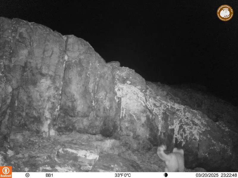 アクタス＝クンコラ［新］カメラトラップで撮影したOtocolobus manul manulの写真