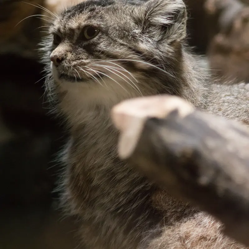 恩賜上野動物園のプリームラの写真