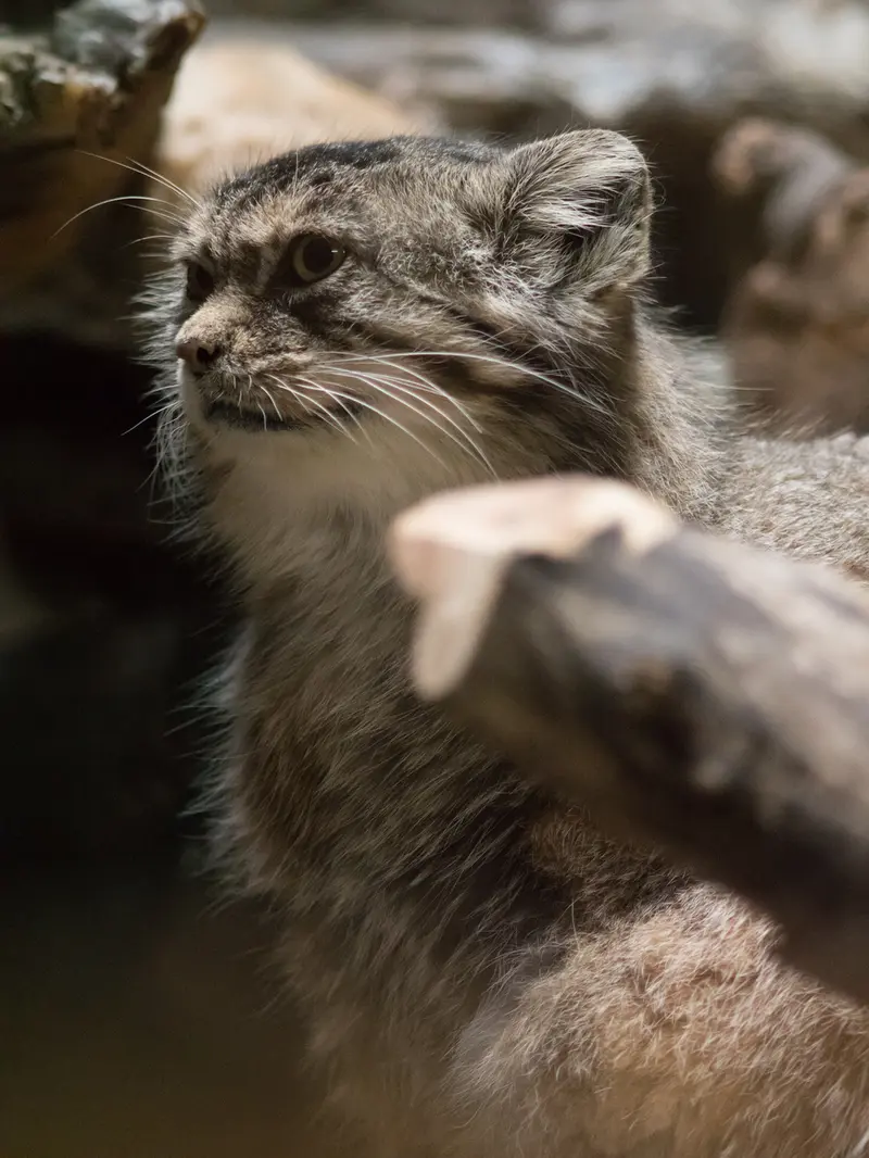 恩賜上野動物園のプリームラの写真