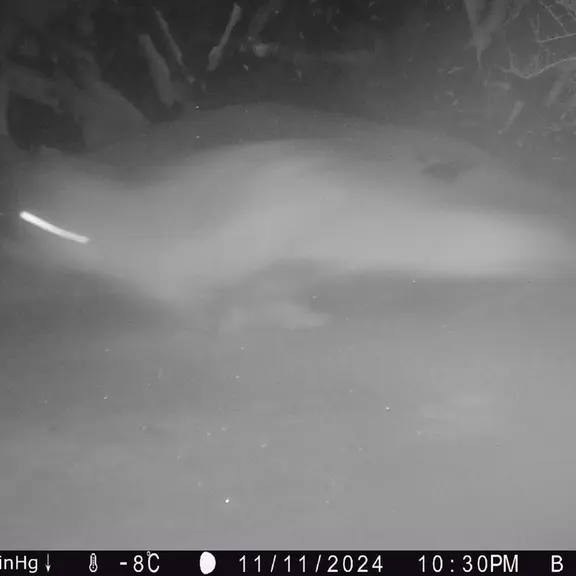 エギズカラ［新］カメラトラップで撮影したキツネの写真
