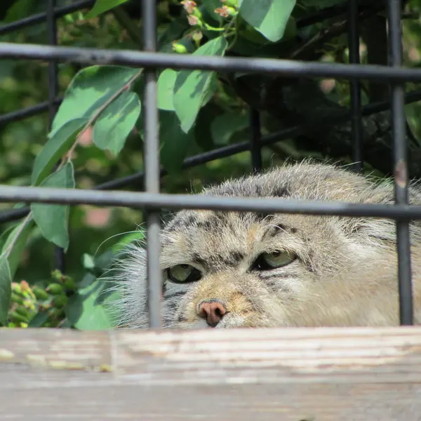 マクデブルク動物園のジョナサンの写真