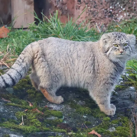 コルケアサーリ動物園のカッティ・マッティの写真