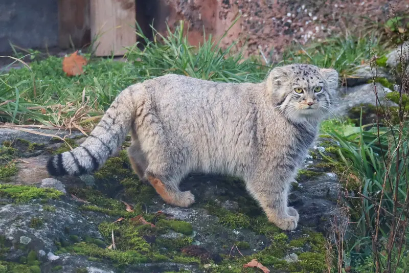 コルケアサーリ動物園のカッティ・マッティの写真
