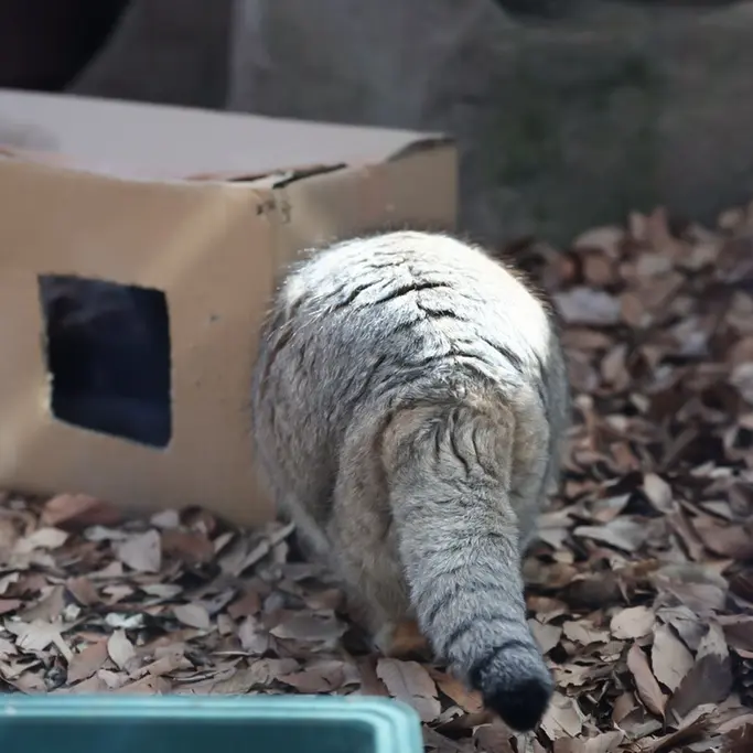 埼玉県こども動物自然公園のオリーヴァの写真