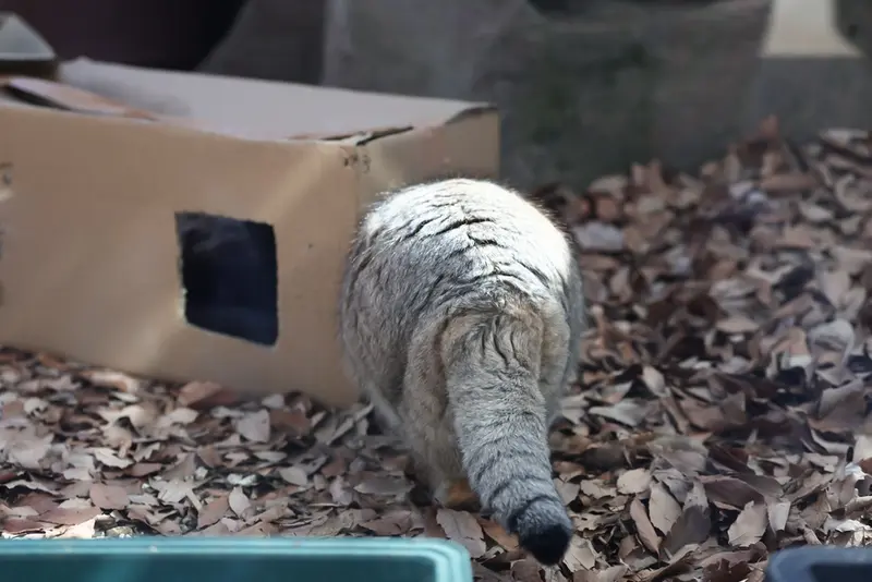 埼玉県こども動物自然公園のオリーヴァの写真