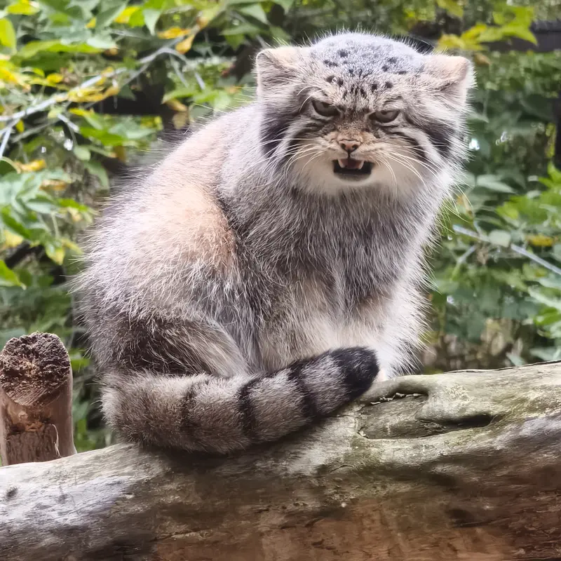 ノヴォシビルスク動物園のイヴの写真