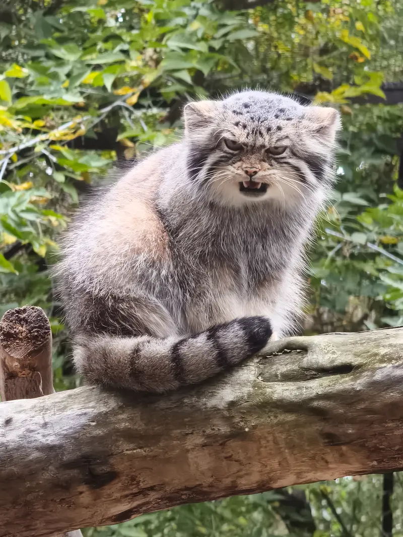 ノヴォシビルスク動物園のイヴの写真