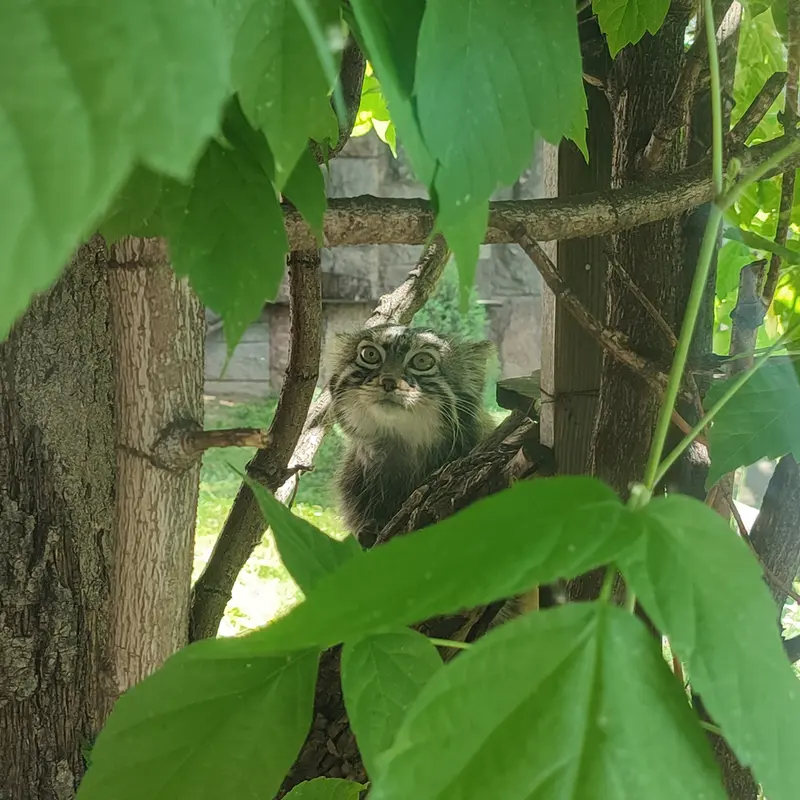 モスクワ動物園のティモフェイの写真