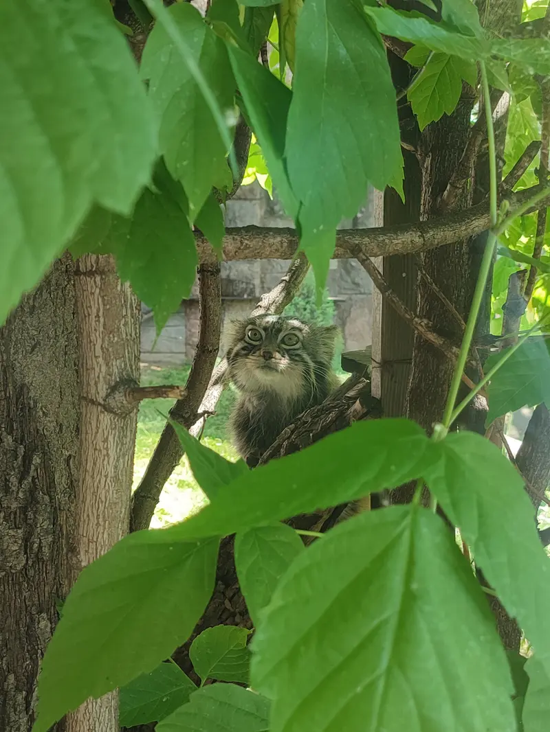 モスクワ動物園のティモフェイの写真