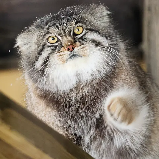 旭山動物園のグルーシャの写真
