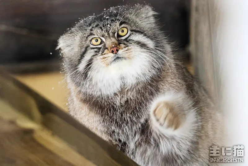 旭山動物園のグルーシャの写真