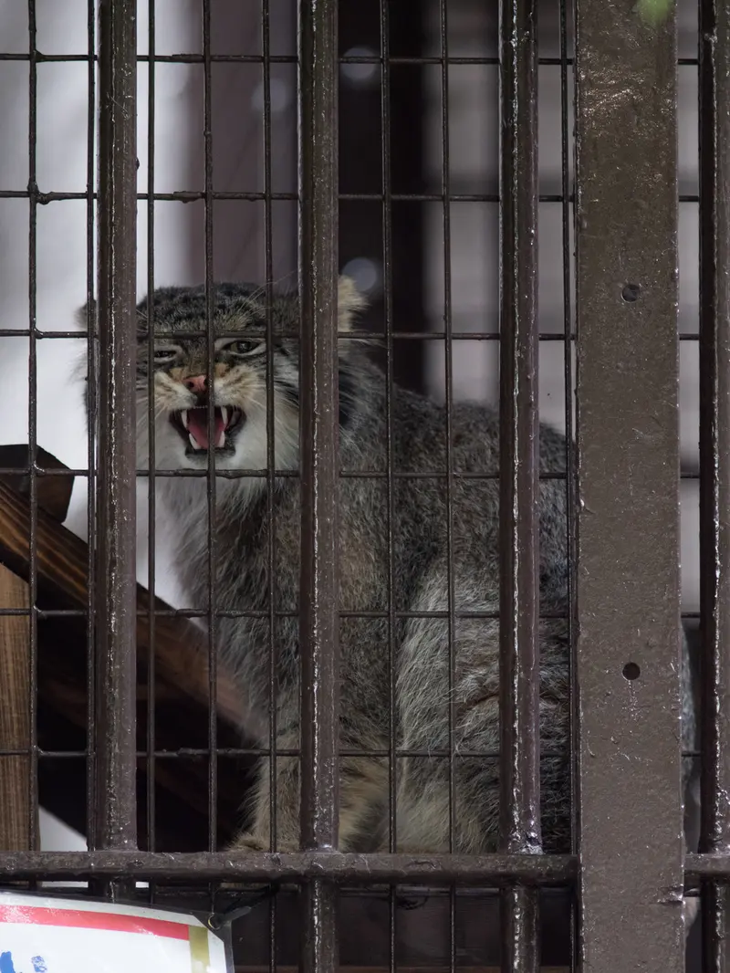 野毛山動物園のフィーガの写真