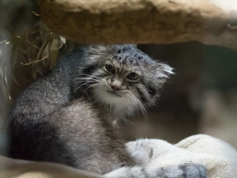 恩賜上野動物園のクリョンの写真