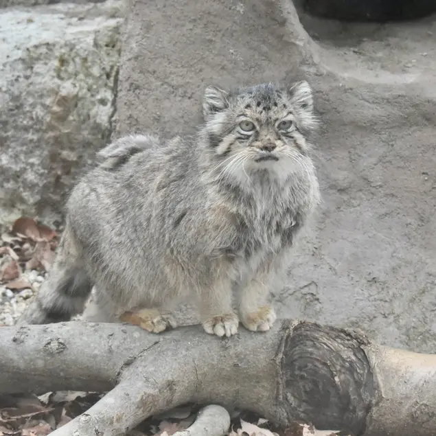 埼玉県こども動物自然公園のタビーの写真