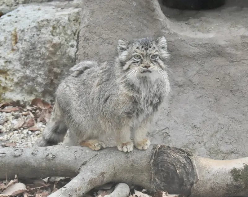 埼玉県こども動物自然公園のタビーの写真