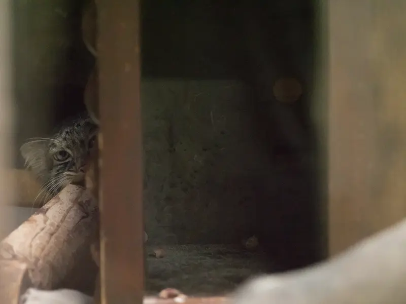 恩賜上野動物園のサフランの写真