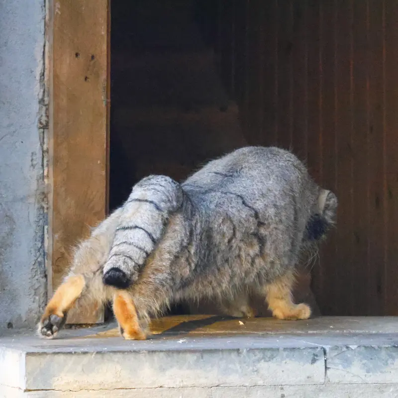 モスクワ動物園のティモフェイの写真