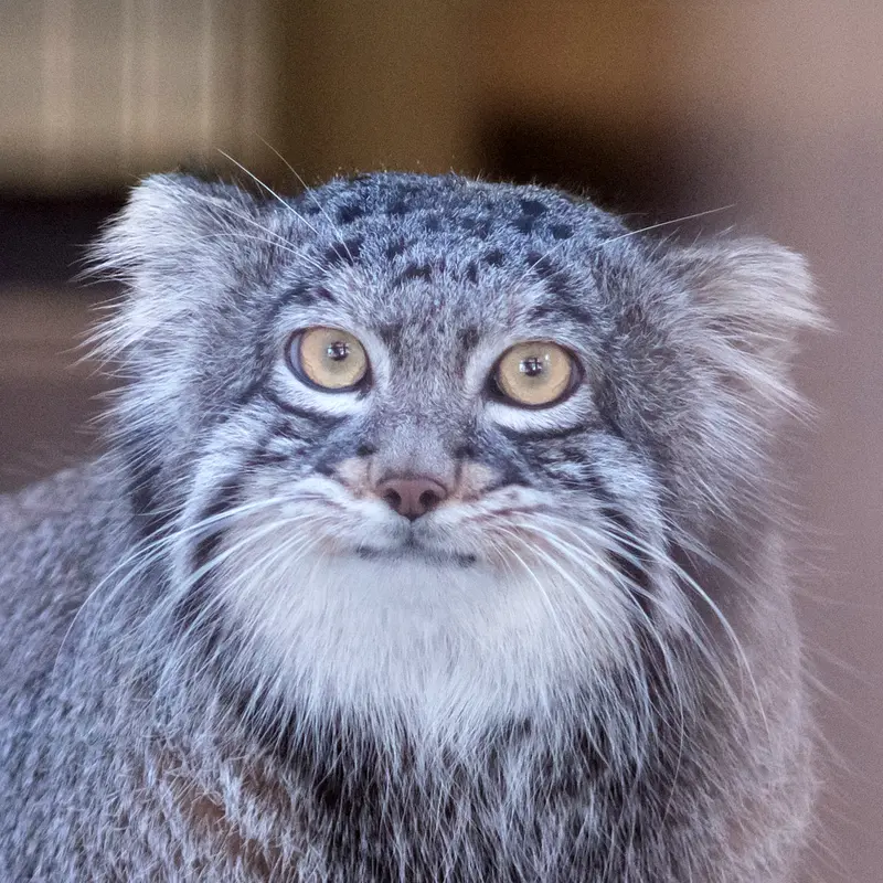 Nogeyama Zooのマヌルネコのフィーガ