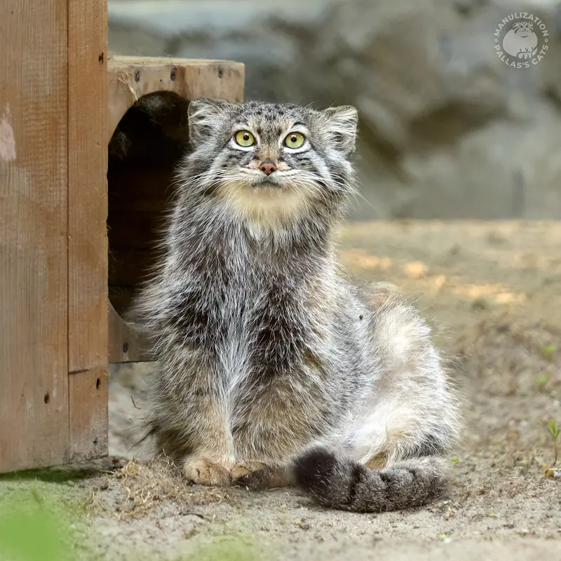 ノヴォシビルスク動物園のスネジャナの写真