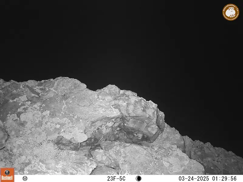 ベッショキー1カメラトラップで撮影したOtocolobus manul manulの写真