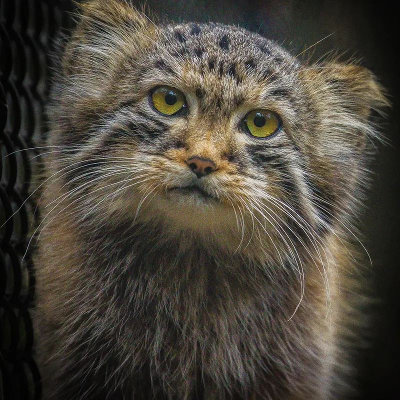 ノヴォシビルスク動物園のラッキーの写真