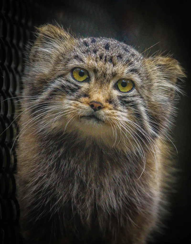 ノヴォシビルスク動物園のラッキーの写真