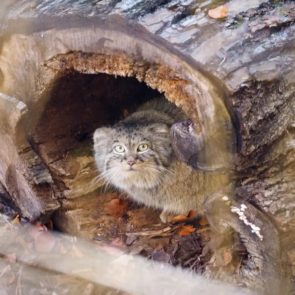 グダニスク動物園のウラの写真