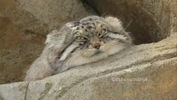 神戸市立王子動物園のイーリスの写真